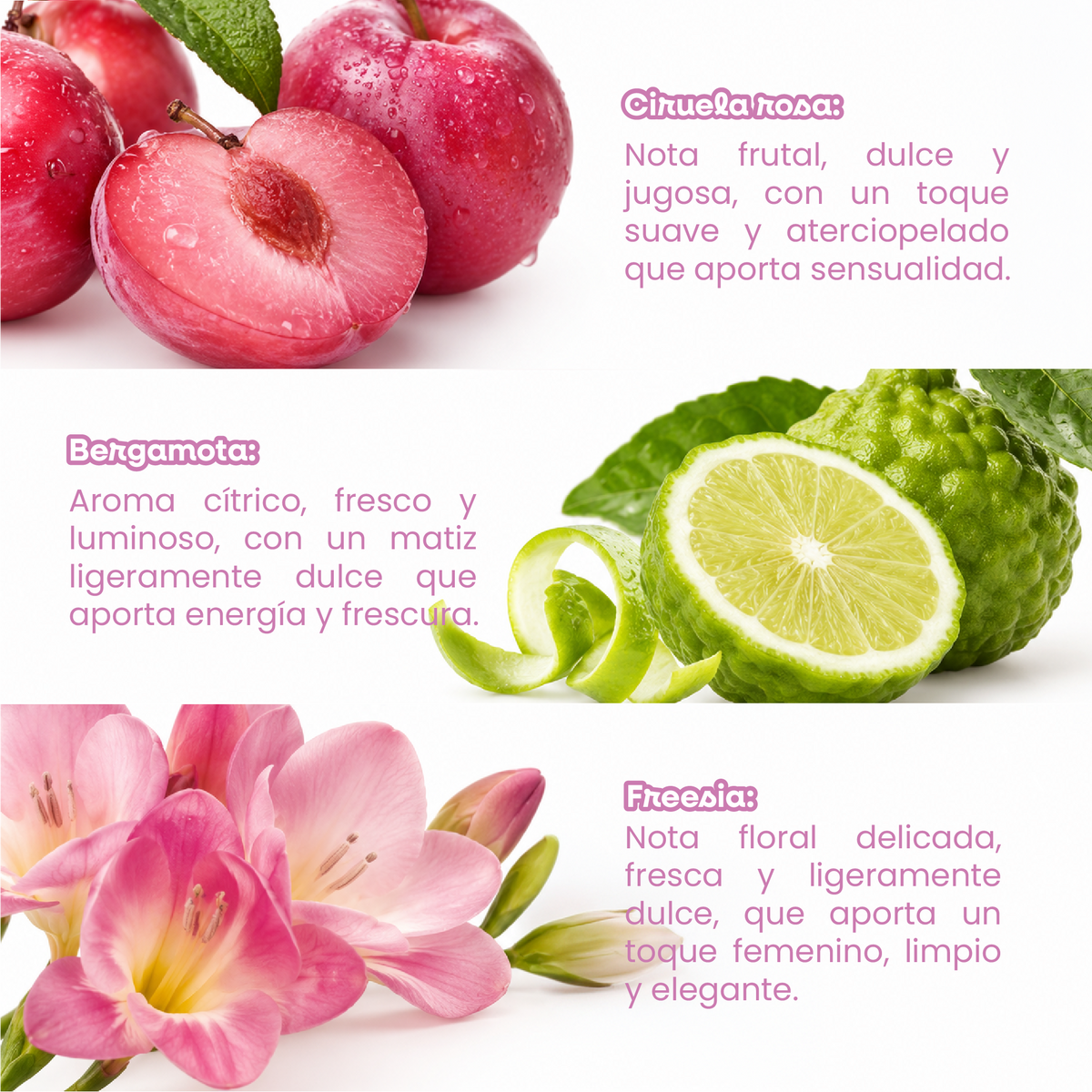 Crema corporal Euphoria con notas de ciruela, bergamota y fresia de perfil frutal, cítrico y floral